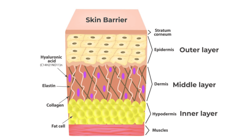 Visual guide to better understand our Skin Barrier and the different layers of our skin