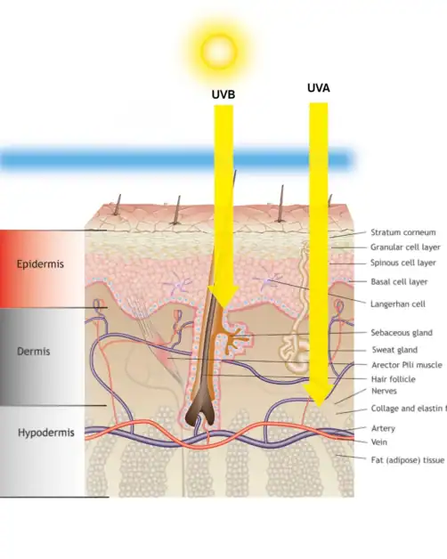 UVA vs UVB rays diagram showing how UVB affects the epidermis and UVA penetrates deeper into the dermis