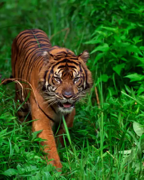 Tiger in Tiger grass to sooth itself in cica